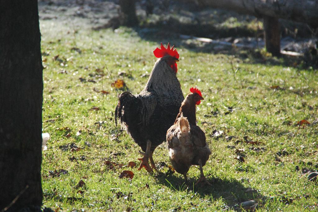 Farm Stay Rotovnik - Plesnik スロヴェニ・グラデツ エクステリア 写真