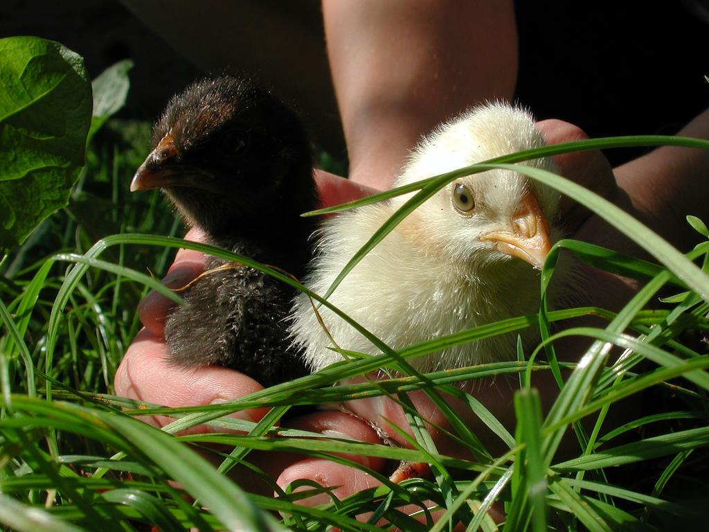 Farm Stay Rotovnik - Plesnik スロヴェニ・グラデツ エクステリア 写真