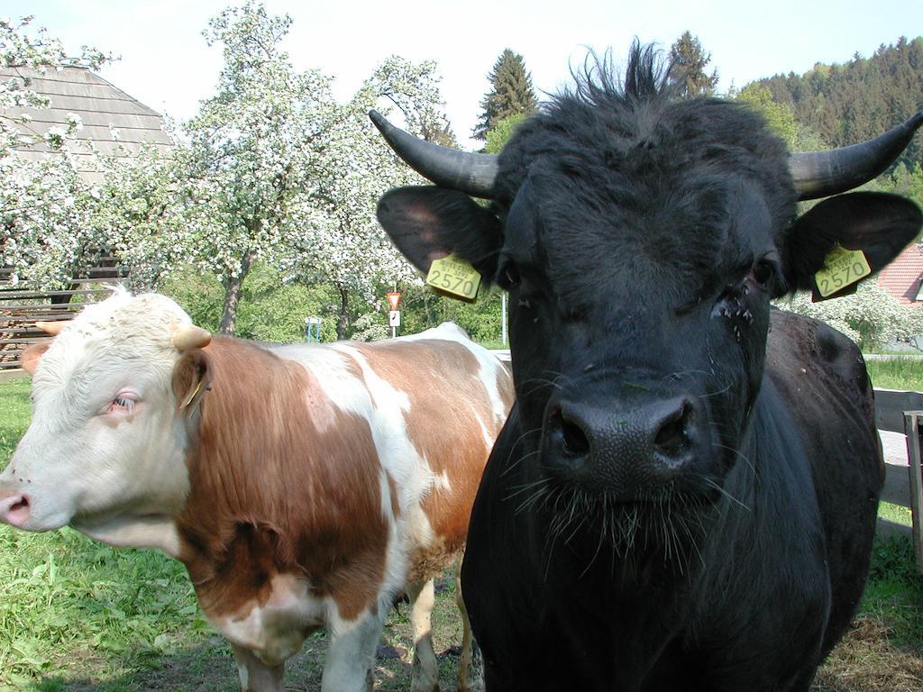 Farm Stay Rotovnik - Plesnik スロヴェニ・グラデツ エクステリア 写真