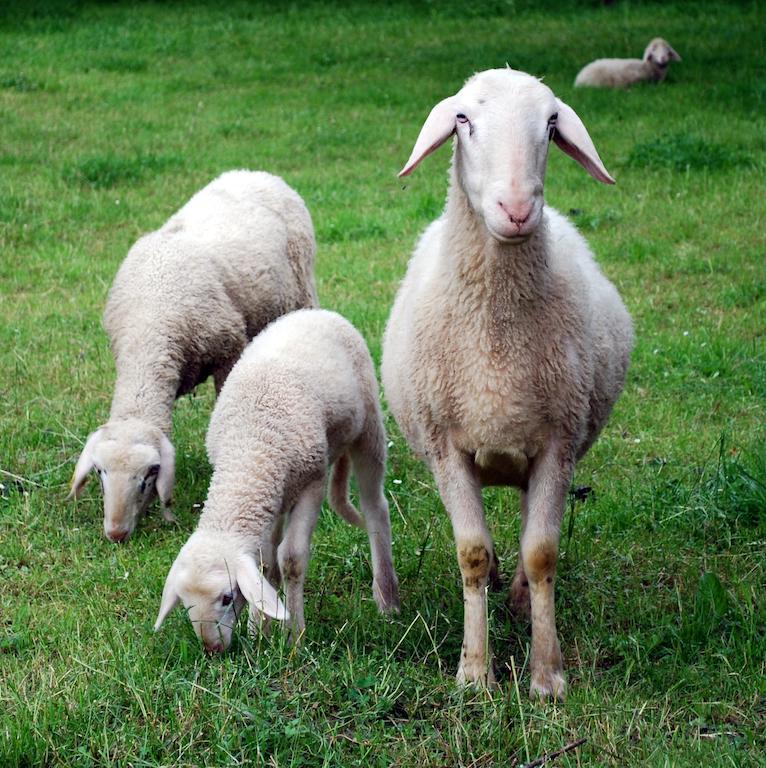 Farm Stay Rotovnik - Plesnik スロヴェニ・グラデツ エクステリア 写真